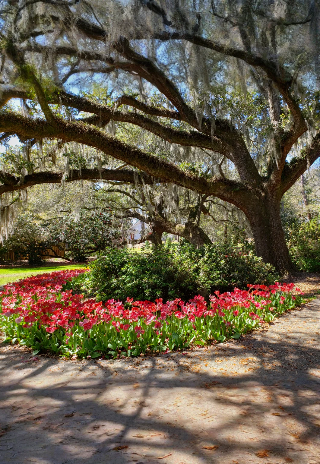 Butterfly Garden 